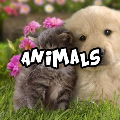 babyanimalgifs:  beautiful blog full of baby animals!