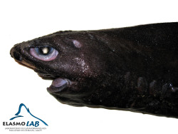 biologicalmarginalia:  The Hooktooth Dogfish Aculeola nigra.