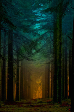 enantiodromija:  Lighted forest! by Patrice Thomas on 500px 