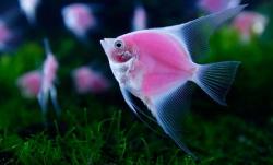 sixpenceee:  World’s First Pink Fluorescent FishGenetically