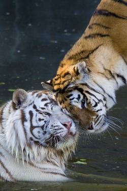 invocado:  Tigre, White Tiger / Goyo Conde / 500px 