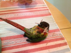 izzytiz:  My bird discovering her belly for the first time. She’s