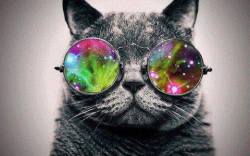 floriiiim:  #cool cat