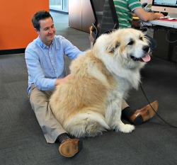 thecutestofthecute:  Big dogs who think they are lap dogs.