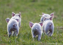 followthewestwind:  (via 500px / The Great Piglet Migration by