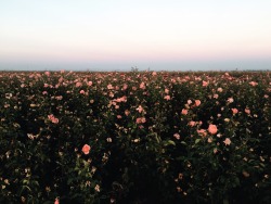 avoyageforever:   A wrong turn lead me to a field of flowers