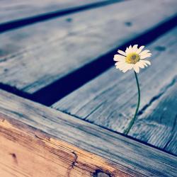 yusufyalcin:  “Sen Allah’a  güven,Hiç beklemediğin anda,çiçek