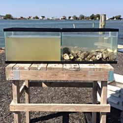 jtotheizzoe:  The environmental impact of oysters, in one photo