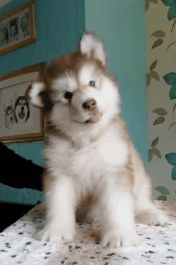 gifsboom:  Video: Confused Alaskan Malamute Puppy Looks Like