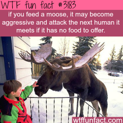 wtf-fun-factss:  Why you should not feed moose -  WTF fun facts
