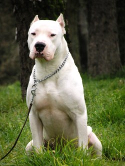 michaelreaper:  Dogo Argentino - Dogo Argentino/Staffordshire