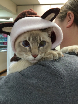 awwww-cute:  So a kitten wore a “baby” reindeer jacket into