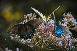 photographyaeipathy:  Old butterflies 