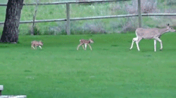 sizvideos:  Baby Deer Refuses To Leave The Human Who Saved Her