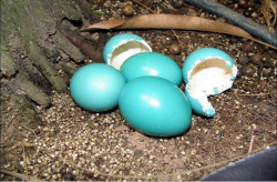 discoverynews:  Bird Lays Shimmering Egg That Changes Color The
