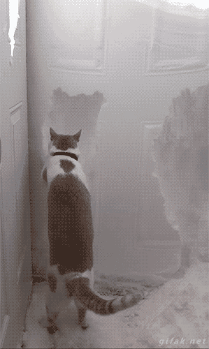 gifak-net:Video: Cat Helps Clear Snow Away From Front Door After