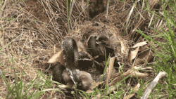 chilewebeopuntocom:  Hermoso  Snake caught Bunny (Baby Rabbit),