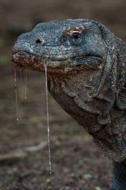 earth-song:  The saliva of the komodo dragon . It is filled with