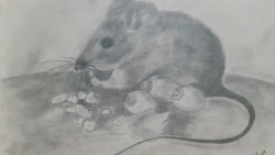 Field mouse. Pencil drawing.