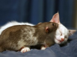 cornflakepizza:  Adopted Kitten and Pet Rat Become Instant Best