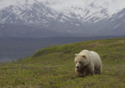 fawnscout:  bear-pictures:  A blond grizzly, Denali National