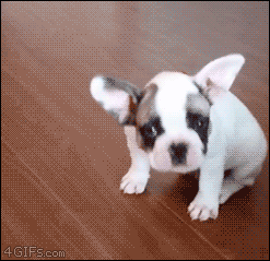 4gifs:  Puppy is still learning how to scratch himself. [video]