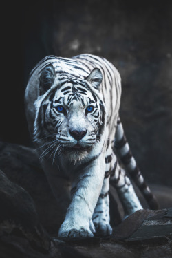 envyavenue:  White Tiger Hunting | Instagram