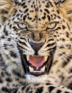 drxgonfly:  Ready to be scared? (by bigcatphotos UK)