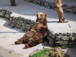 stunningpicture:  Yeah, am bear. But some days, why am bear?