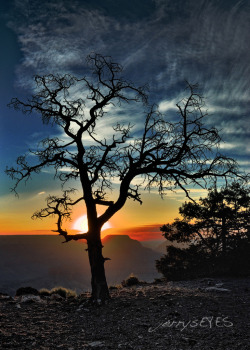 “The Tree at Yaki Point” Grand Canyon National Park-jerrysEYES