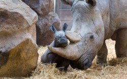 theanimalblog:  A baby rhino poses for the cameras in its enclosure