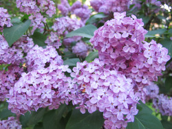 miritamoku:  nature posts here ✿  lilacs.  They grow here