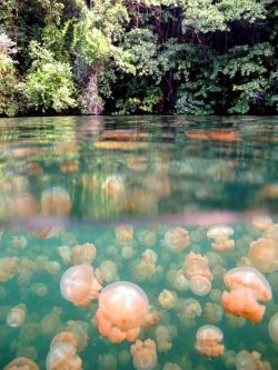 momamiaaa:  Jellyfish Lake in Palau. Apparently the jellies have