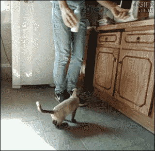 roachpatrol:  4gifs:  [video]  this gif keeps getting better
