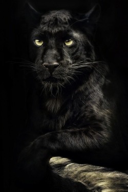 secretdreamlife:  Black Leopard by Manuela K. 