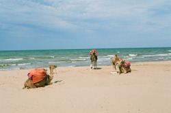 craigdavidlong:  Camels on the beach. Gammarth, Tunis, Tunisia.