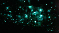 Waitomo Glowworm Caves • New Zealand Photo sources: [x] &