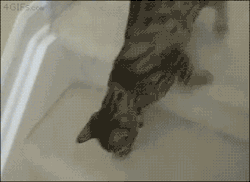 4gifs:  Slinkycat doesn’t want to go to school. [video] 