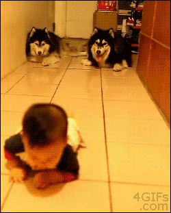 topolis:  4gifs:  Dogs imitate crawling baby. [video]  Those