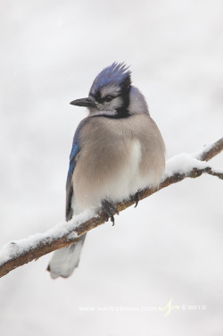 o-mommie:  Winter Blue by Nate-Zeman A blue jay perches on a