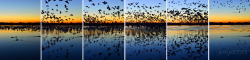 “Blast Off at Bosque del Apache” This is  a sextych