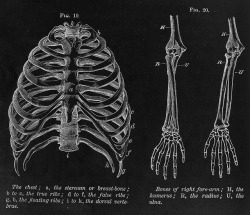 chaosophia218:  Anatomical illustration of the rib cage and bones