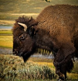 “Just Your Friendly Bison” Yellowstone National Park-jerrysEYES