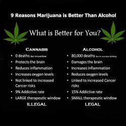 weedseedsandbongs:  Marijuana VS Alcohol.   Well…  Then…