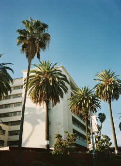 davetada:  Palm trees in front of hospital Los Angeles, CA