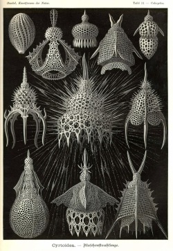jtotheizzoe:  goadthings:  Ernst Haeckel  Not only was Ernst