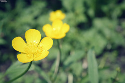 Buttercups… on Flickr. - Photos by me.