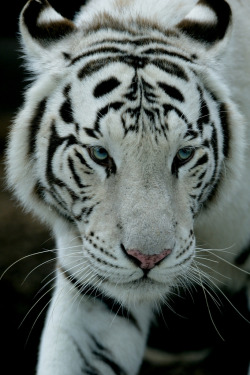 10bullets:  White tigers in Miami-1 (by johnaalex)