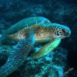 scuba-dm:  Dive Site: Flinders Reef, Moreton Bay, QLD… This