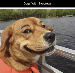 tastefullyoffensive:  Dogs With Eyebrows [via]Previously: Dogs